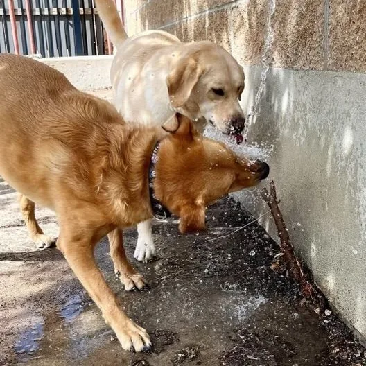 A yellow Labrador and a golden retriever drinking from a spray of water together in a fenced outdoor yard