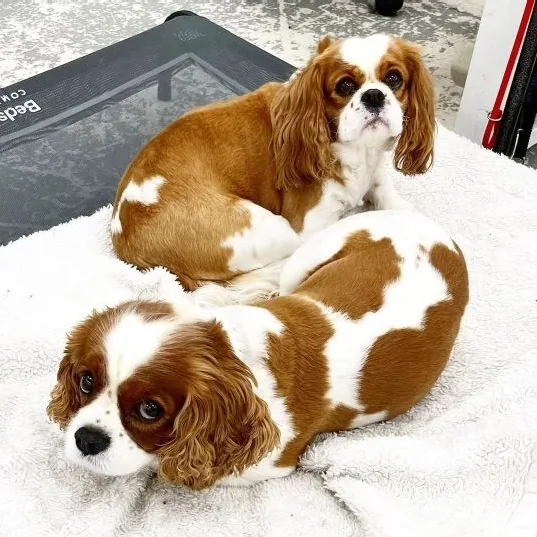 A small dog being hand-dried and fluffed after a bath in the Uptown Bark grooming salon