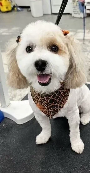 The same dog after its groom — a clean, healthy coat