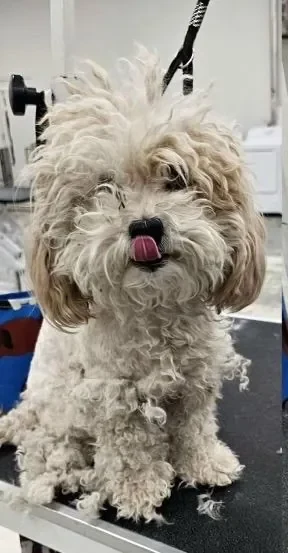The same dog before its groom — shaggy and matted